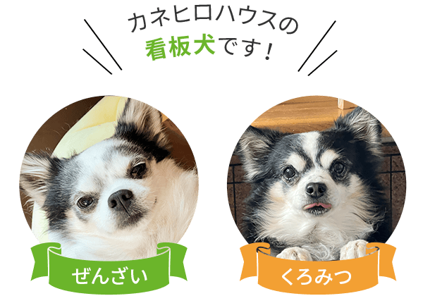 カネヒロハウス看板犬（ぜんざい・くろみつ）